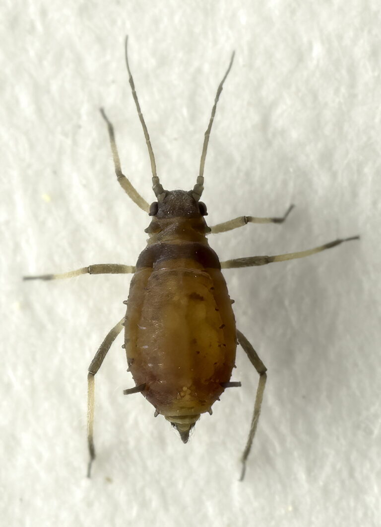 Aphididae-Aphis-newtoni-prob.3-copy-1